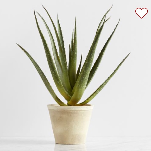 Pottery Barn Potted Speckle Aloe Vero Plant Terracotta Pot New In Box 🌿 - Picture 2 of 3